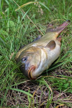 Sazan balığı kafası yakın çekimler. spor balıkçılık
