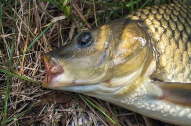 Sazan balığı kafası yakın çekimler. spor balıkçılık