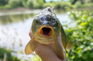 göle karşı elinde ayna sazan yakalandı