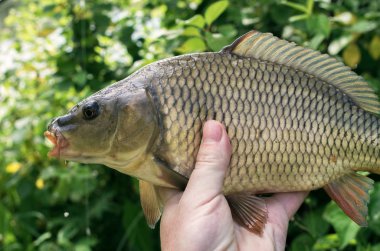 el içinde sazan balığı çekim. spor balıkçılık