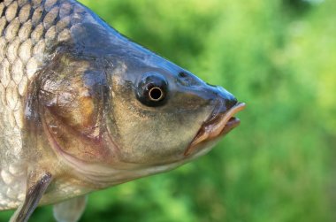 Sazan balığı kafası yakın çekimler. spor balıkçılık