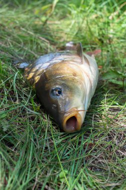 Sazan balığı kafası yakın çekimler. spor balıkçılık