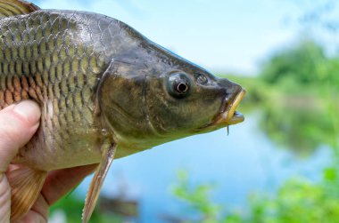 Carp yakalandı içinde onun el Fisherman