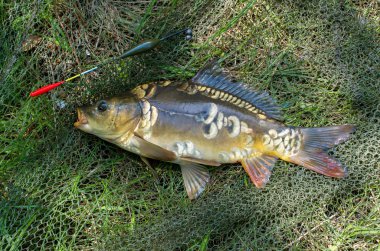 balıkçılık net arka planda ayna sazan ve float