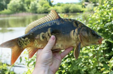 göle karşı elinde ayna sazan yakalandı