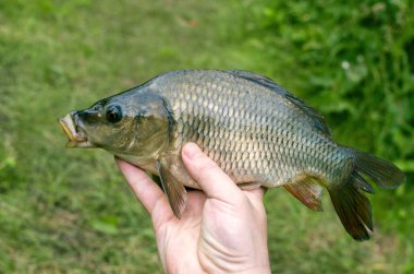 Carp yakalandı içinde onun el Fisherman