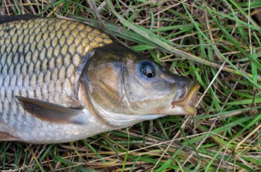 Göl yakın yukarı yakalandı sazan balık kafası