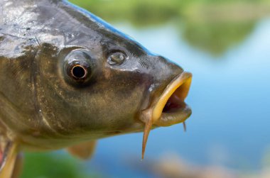 bir göle karşı sazan balık kafası yakın