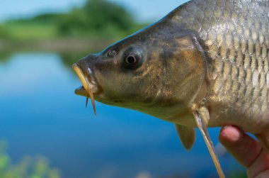 bir göle karşı sazan balık kafası yakın