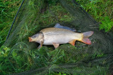 bir balıkçı ağı içinde bir gölde yakalanan büyük sazan balığı