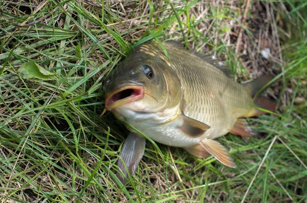 Sazan balığı kafası yakın çekimler. spor balıkçılık