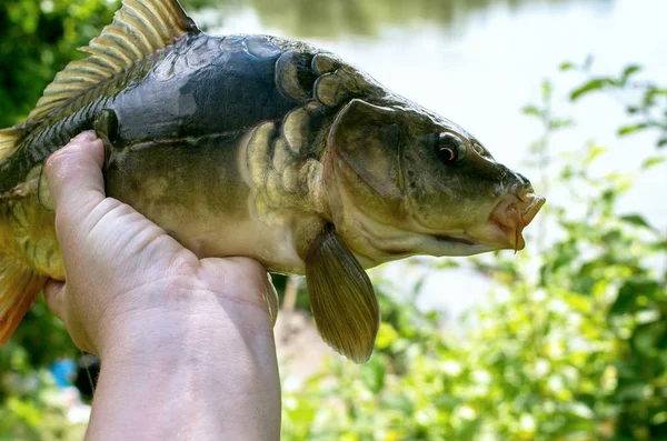 göle karşı elinde ayna sazan yakalandı