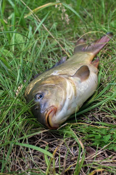 Karpfenkopf Großaufnahme Sportfischen — Stockfoto