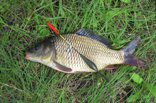 Fish Carp Close Water Bobber Sport Fishing — Stock Photo, Image