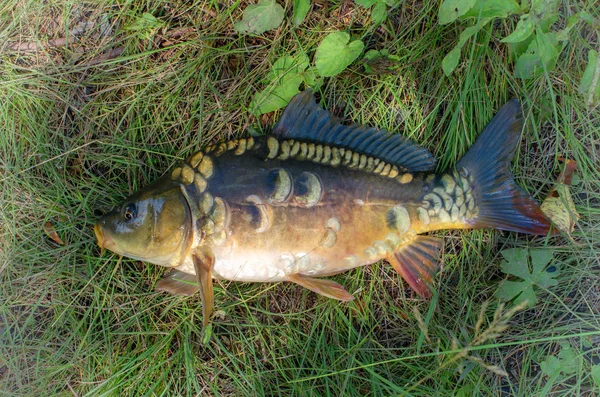 çim bir arka planda ayna sazan yakalandı