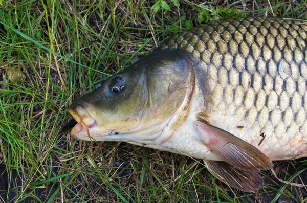 çim üzerinde sazan balığı. spor balıkçılık