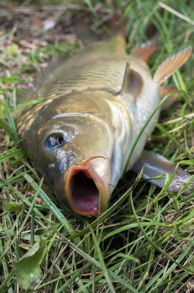 Sazan balığı kafası yakın çekimler. spor balıkçılık