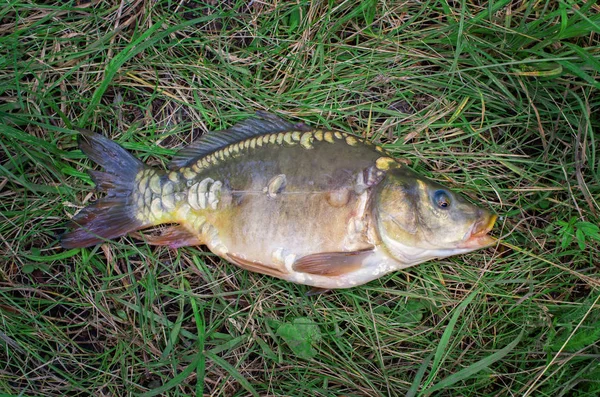 caught mirror carp on a background of grass