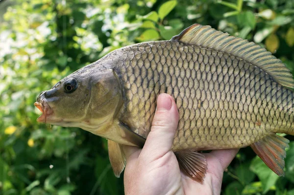 el içinde sazan balığı çekim. spor balıkçılık