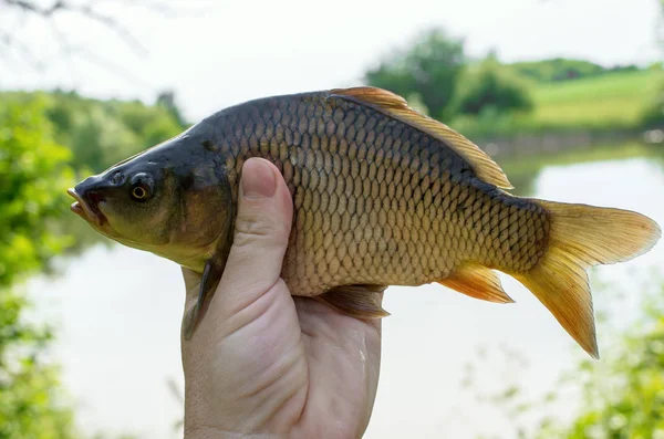 el içinde sazan balığı çekim. spor balıkçılık