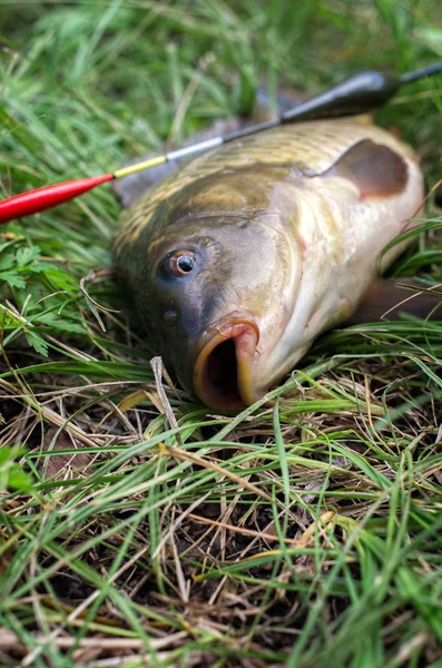 Fischkarpfen Aus Nächster Nähe Wasserspringer Sportfischen — Stockfoto