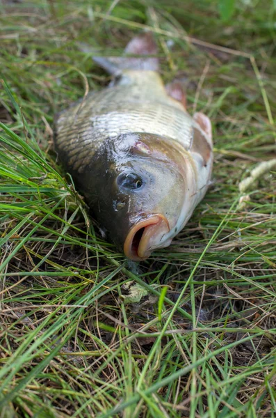 carp fish on the grass. sport fishing