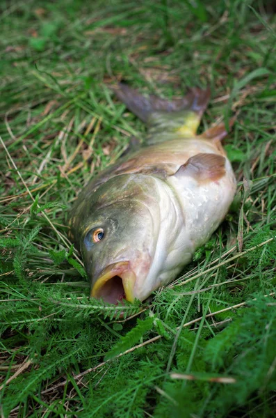 Cabeza Pez Carpa Atrapada Lago Cerca — Foto de Stock