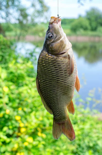 bir kanca ile bir balıkçı hattına asılı sazan yakalandı