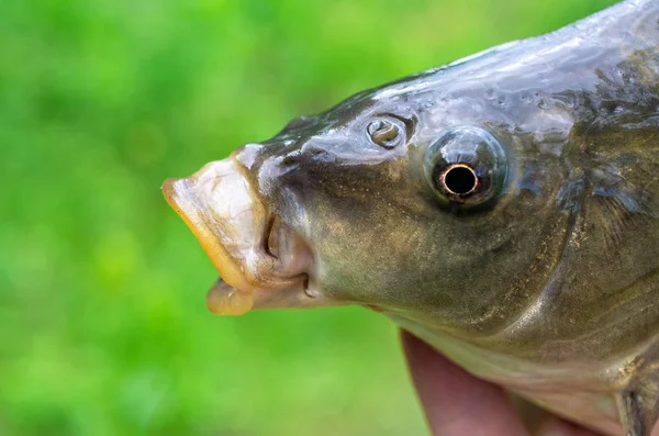 yeşil arka planda sazan balık kafası yakın