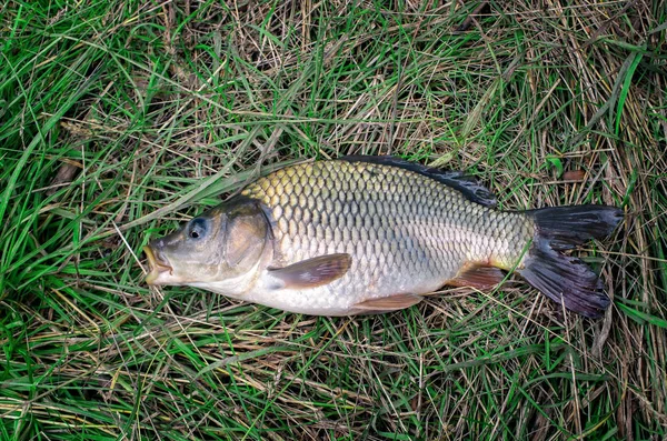 Large Carp Fish Caught Lake Grass — Stock Photo, Image