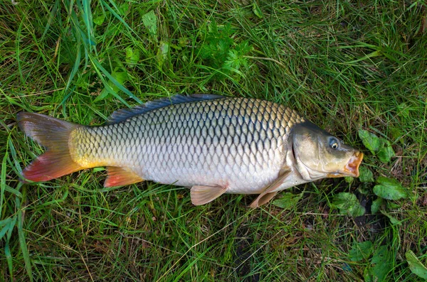 Large Carp Fish Caught Lake Grass — Stock Photo, Image