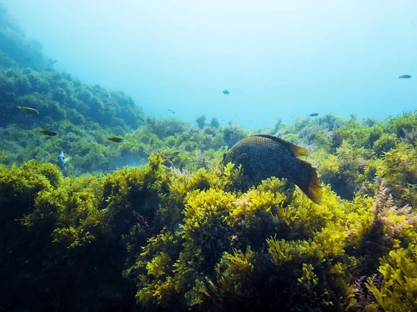 Zeebodem Bedekt Met Groene Algen Sommige Vissen Zwemmen Door Schoon — Stockfoto