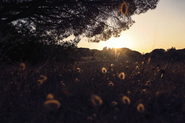 Moitas Campo Iluminado Contra Luz Ramo Uma Armação Árvore Grande — Fotografia de Stock