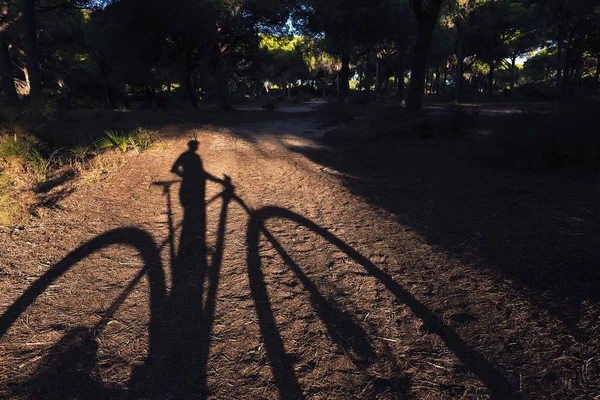 The shadow of a cyclist and his mountain bike are projected at sunset on the sandy road of the forest, between the tops of the pines the blue sky can be seen. Dark Mood