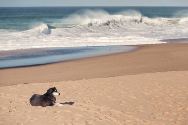 Güneş, sakin ve rahat sahil, sen-ebilmek görmek büyük dalgalar breaking köpük bir sürü ve tüyleri su ile arka planda yakınındaki kum üzerinde dinlenme yalnız bir köpek pastoral görüntü