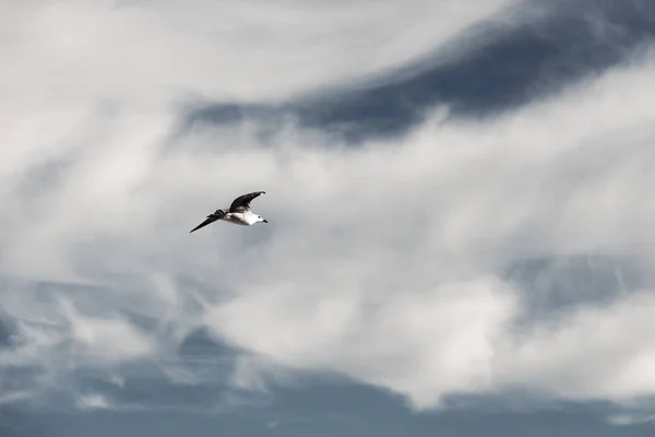 一只海鸥在蓝天上自由地滑行 阳光在晴朗的天空中闪耀 背景中可以看到一些云 复制空间 — 图库照片
