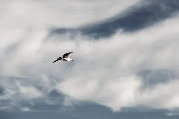 Seagull Gliding Free Blue Sky Sunlight Shines Clear Sky Background — Stock Photo, Image