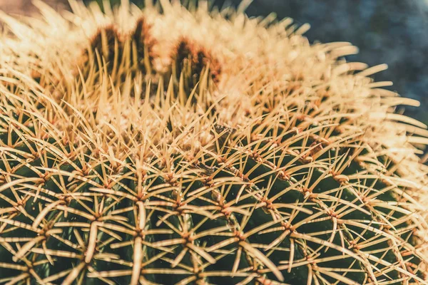 Close-up of a round cactus — Stock Photo, Image