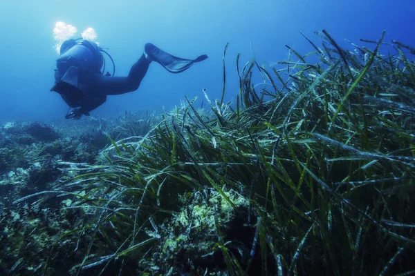 Морское дно, покрытое водорослями с человеком ныряющим — стоковое фото