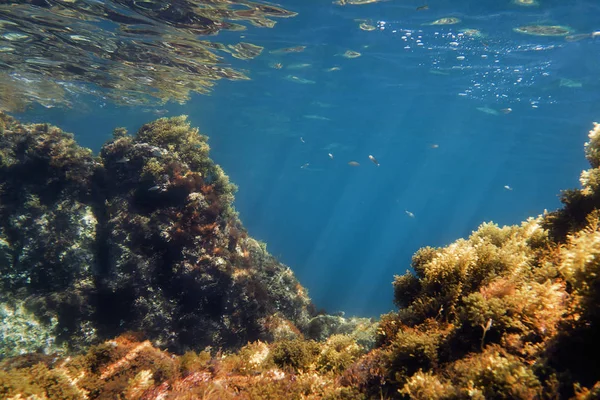 Fondo subacqueo con rocce e alghe — Foto Stock