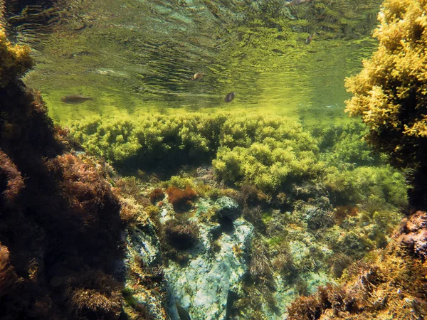 Mediterraneo fondo subacqueo abbondanza di alghe — Foto Stock