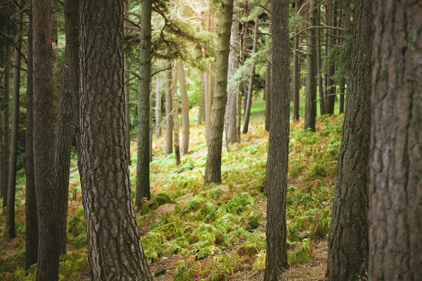 As árvores de uma floresta — Fotografia de Stock