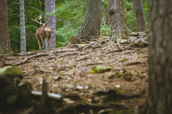 Stag male with big antler in the forest — Stock Photo, Image