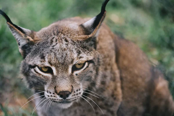 Portrait of a lynx looking menacing at camera — Stock Photo, Image