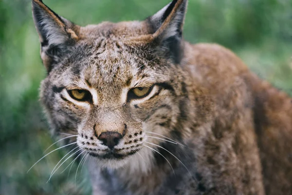 Portrait of a lynx looking at camera — Stock Photo, Image