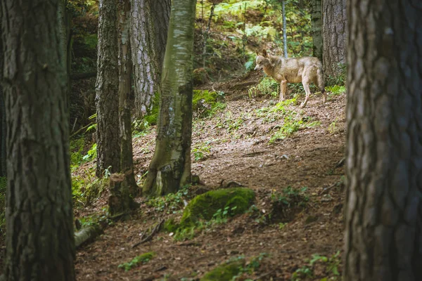 Wolf walking among the forest — Stock Photo, Image