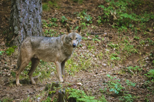 Loup dans la forêt regardant caméra — Photo