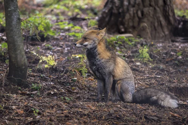 Fox sitting in the forest looking to the side — Stock Photo, Image