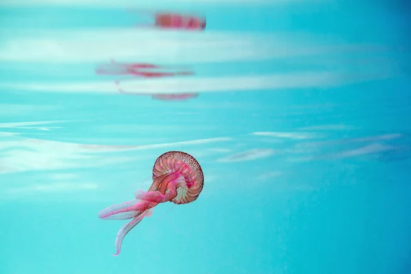 ターコイズブルーの海で泳ぐピンククラゲ — ストック写真