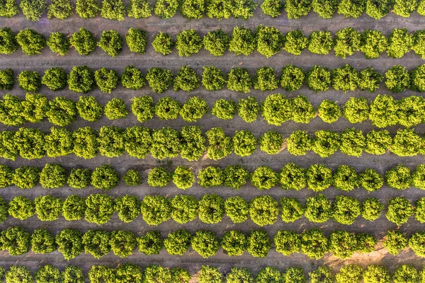 Vista superior de un campo de cultivo de árboles frutales —  Fotos de Stock